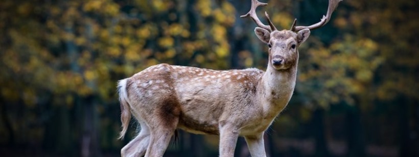 Белохвостый олень