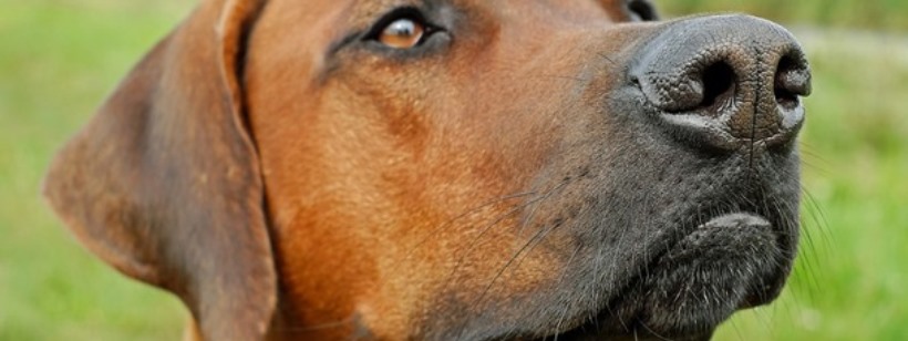 Родезийский риджбек