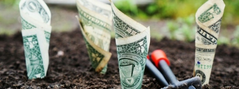 Микрозелень, Менеджмент