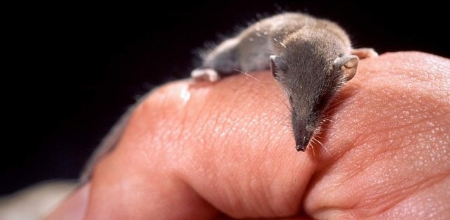 Зоопарк в Чехии может похвастаться самым маленьким млекопитающим
