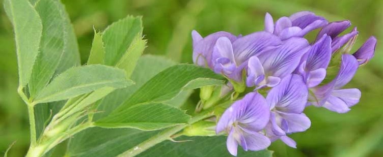 Ученые Чехии изобрели новый вид исследования растений