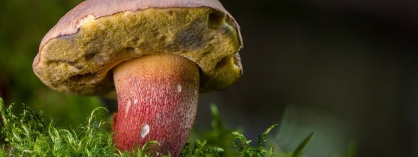 Пенни Булочка