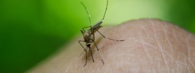 Насекомые, Комар желтой лихорадки