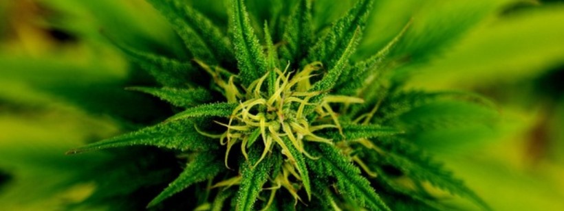Cannabis sativa