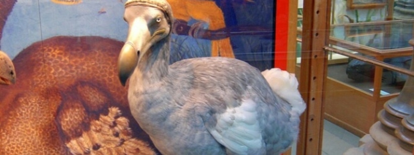 Додо, Птицы