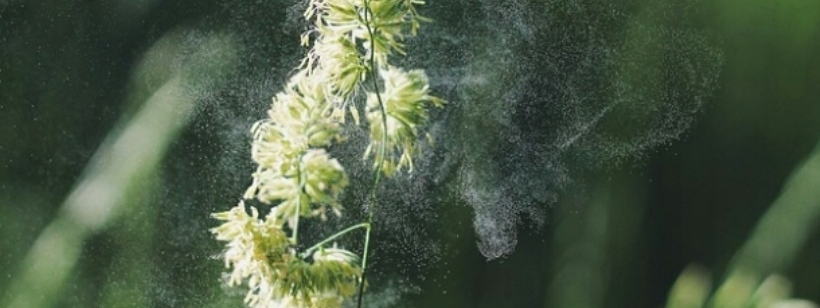 Пыльца, Аллергия