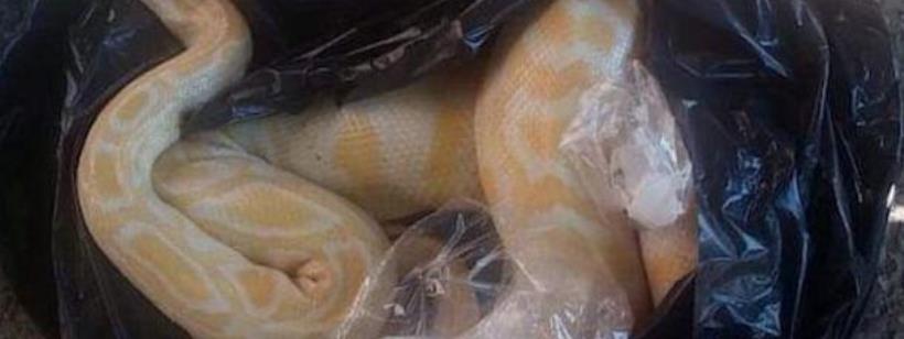 Бирманский питон