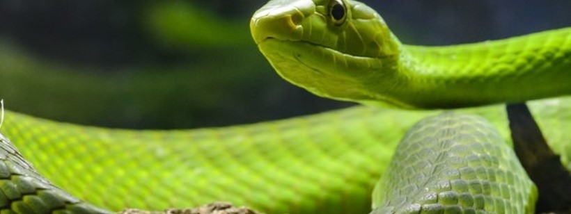 Западная зеленая мамба