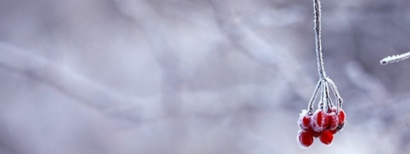 Фотография, Макросъемка