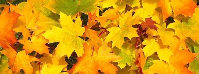 Сентябрь, Клен серебристый