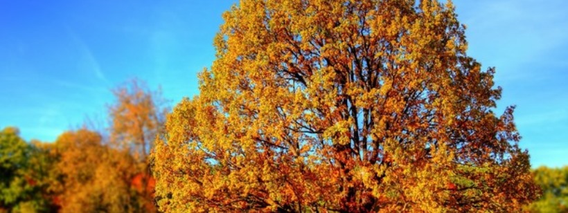 Дерево, Осенний цвет листьев
