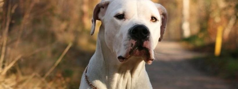 Аргентинский дог