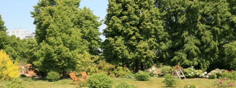 Сосна лоджовая