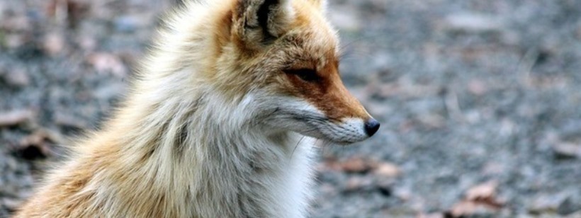 Рыжая лисица