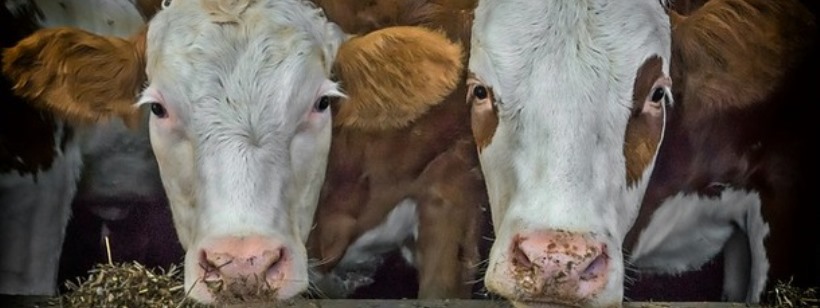 Молочный скот