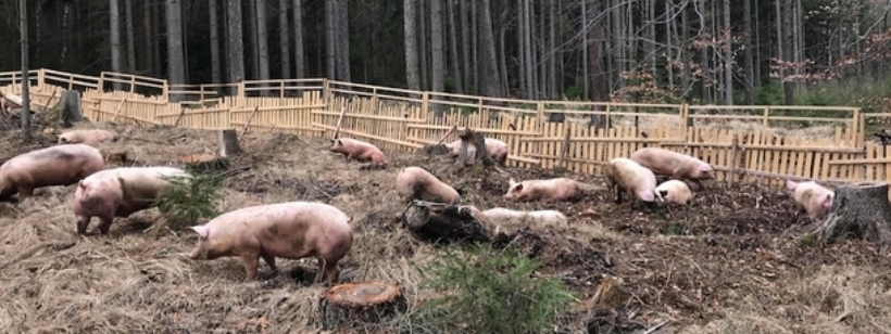 Свинья, Выпас