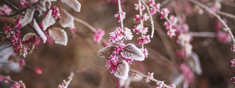 Декабрь, Стол