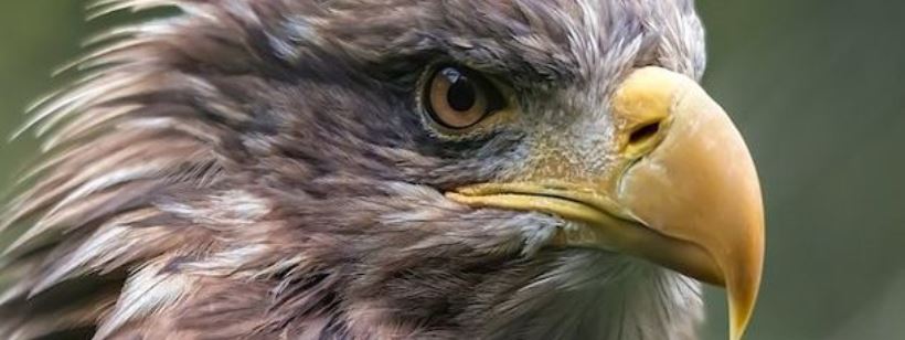 Белоголовый орлан