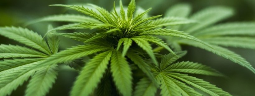 Cannabis sativa