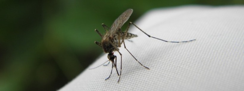 Тахиниды, Мухи-грабители