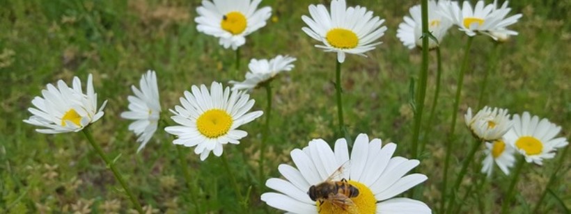 Хризантема, Фотография