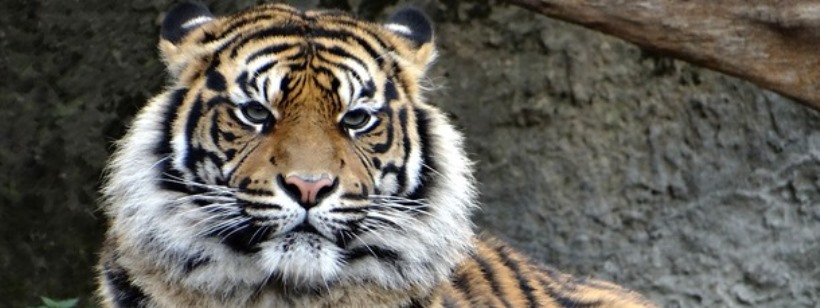 Бенгальский тигр