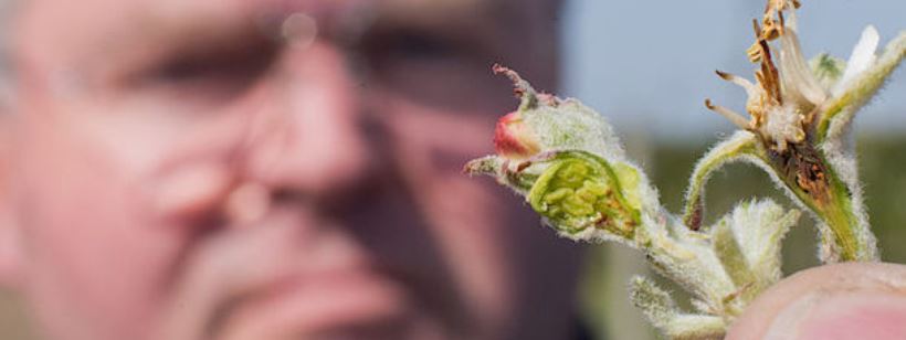 Насекомые, Саранча