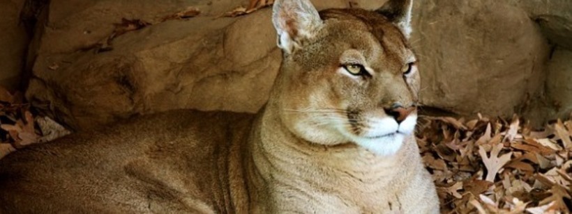 Пума, Лев