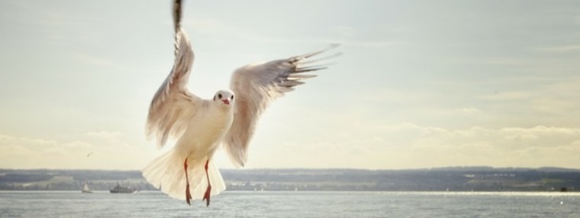 Птицы, Чайка