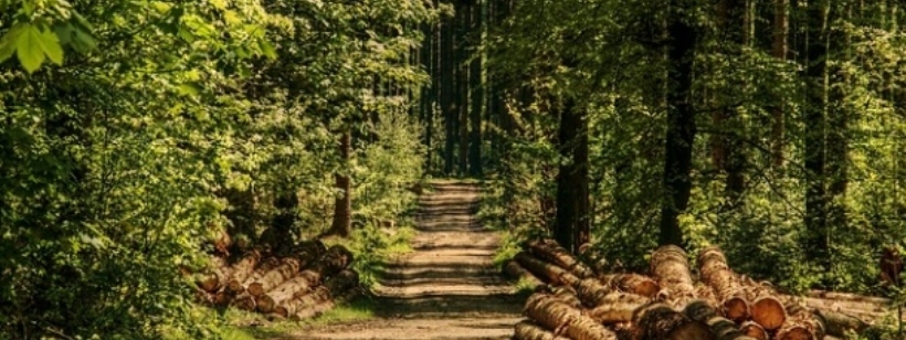 Лес, Пиломатериалы
