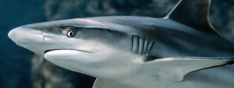 Синяя акула