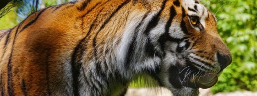 Бенгальский тигр