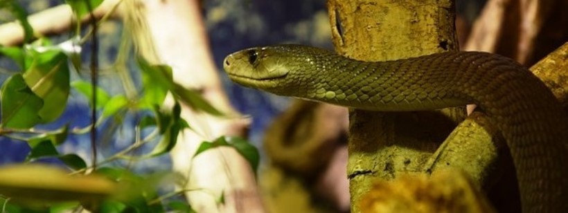 Черная мамба