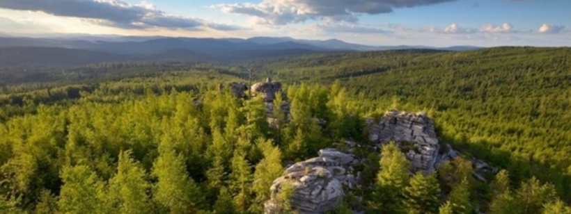 Сосна лоджетная