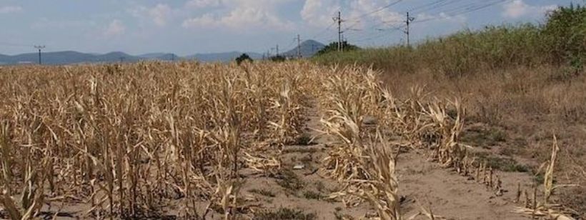 Товарный урожай