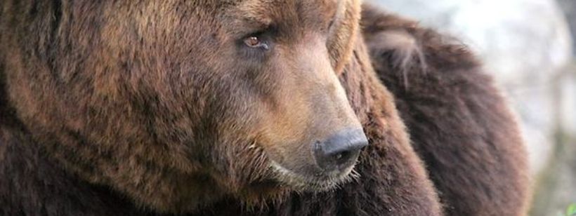 Медведи, Американский черный медведь