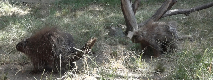 Скунс с капюшоном