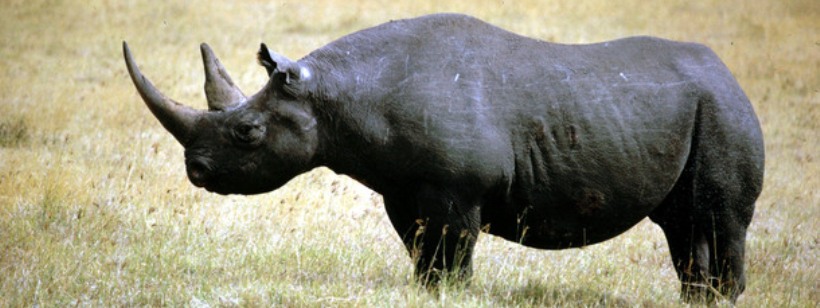 Западный черный носорог