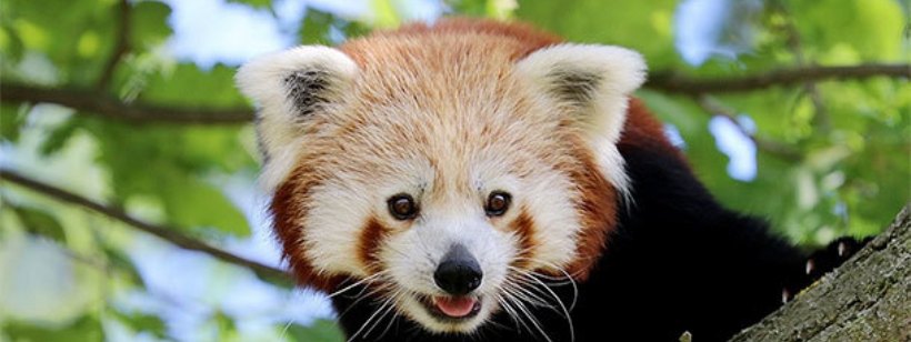 Красная панда