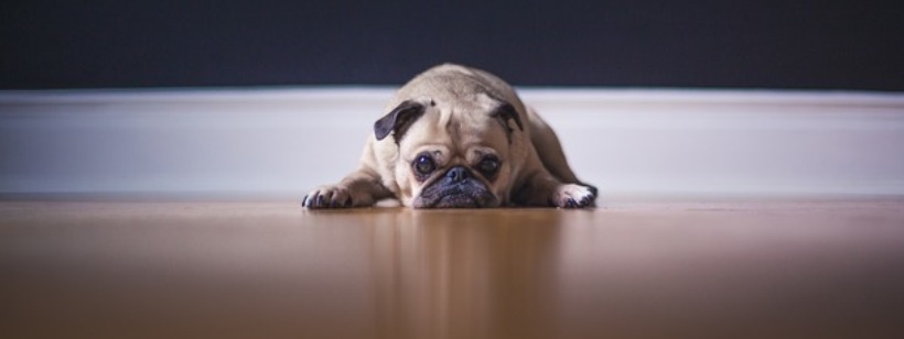 Мопс, Игрушечный бульдог