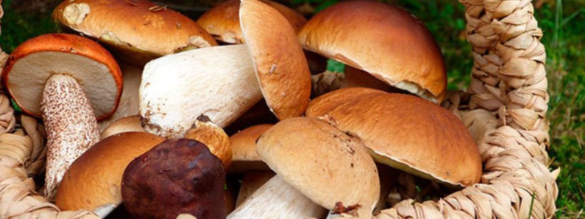 Краснодарский край