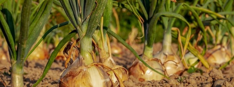 Лук, Чеснок