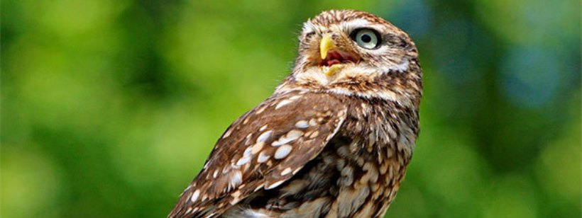 Сова, Восточная сова