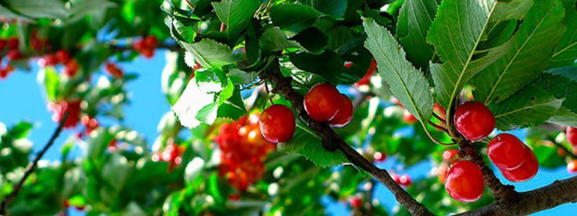 Вишня, Плодовое дерево