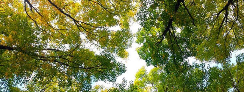 Дерево, Лес