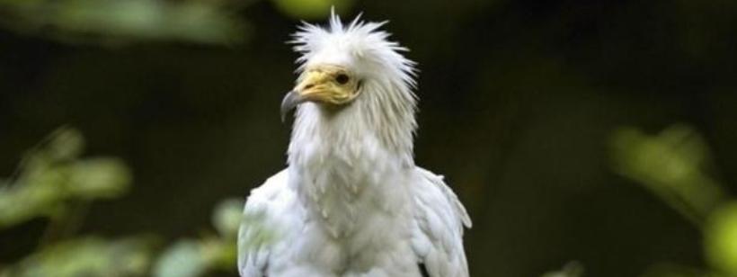 Египетский сип