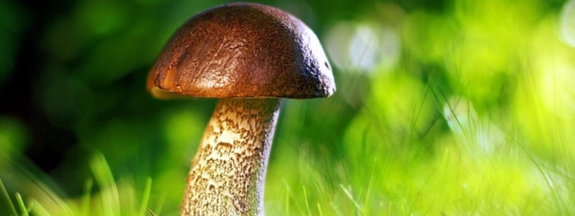 Пенни Булочка