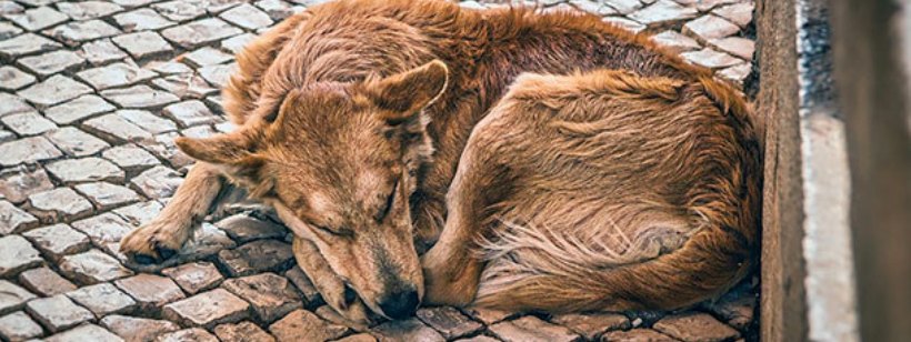 Курчавошерстный ретривер