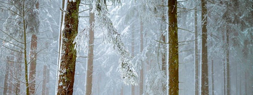 Лес, Изображение