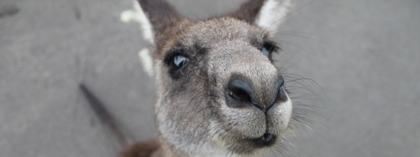 Каменный валлаби